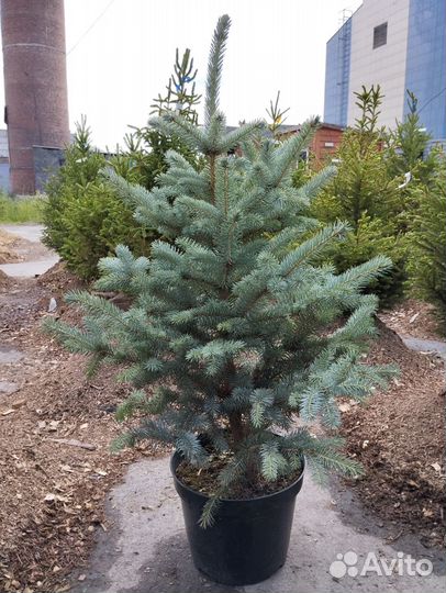 Саженцы ель голубая