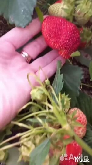 Саженцы клубники