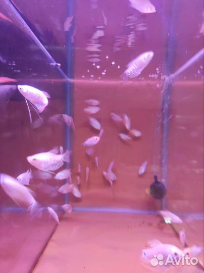 Гурами белая Аквариумные рыбки в ассортименте