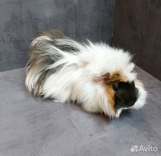 Морская свинка девочка