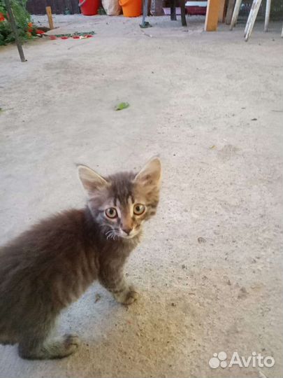 Котята бесплатно