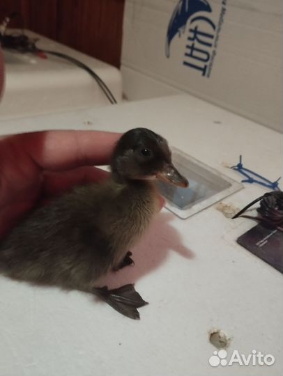 Инкубационное яйцо утки индийский бегунок