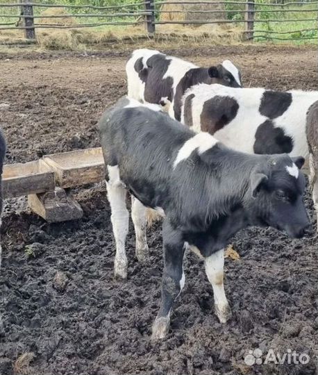 Телята мясных пород