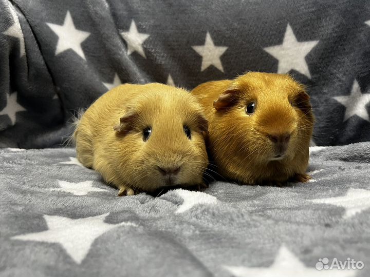 Морские свинки самки селф