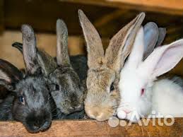 Кролики