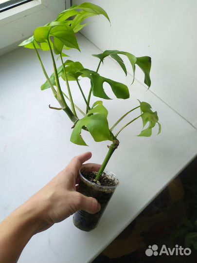 Монстера минима