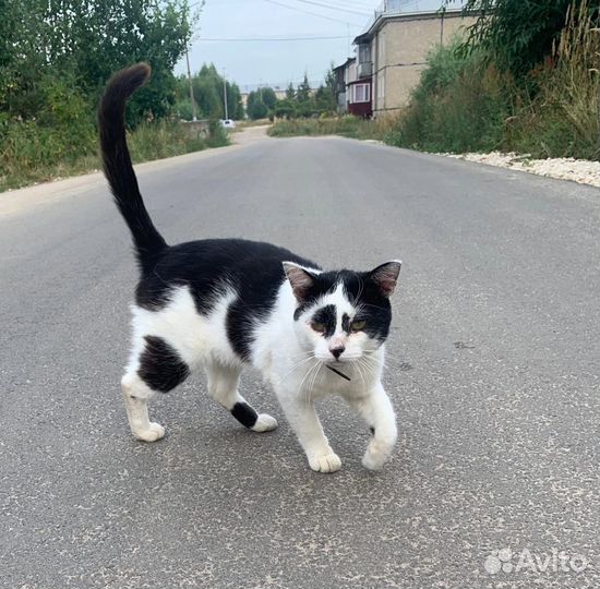 Кот ищет дом