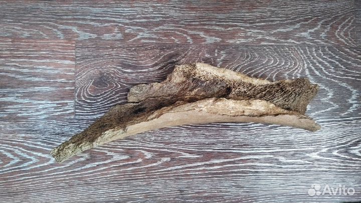 Кость мамонта