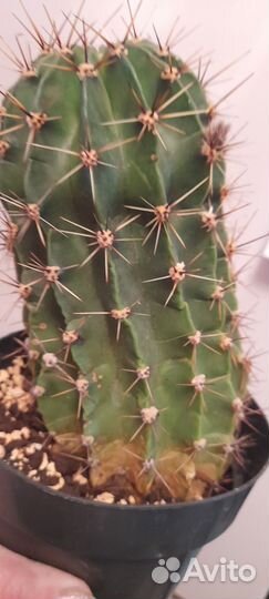 Кактусы + кактусята + опунция