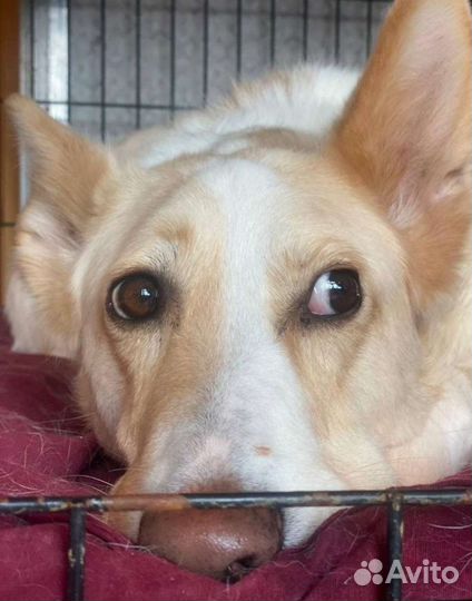 Собака в добрые руки