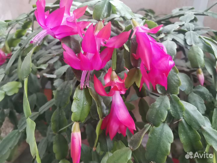 Декабрист шлюмбергера