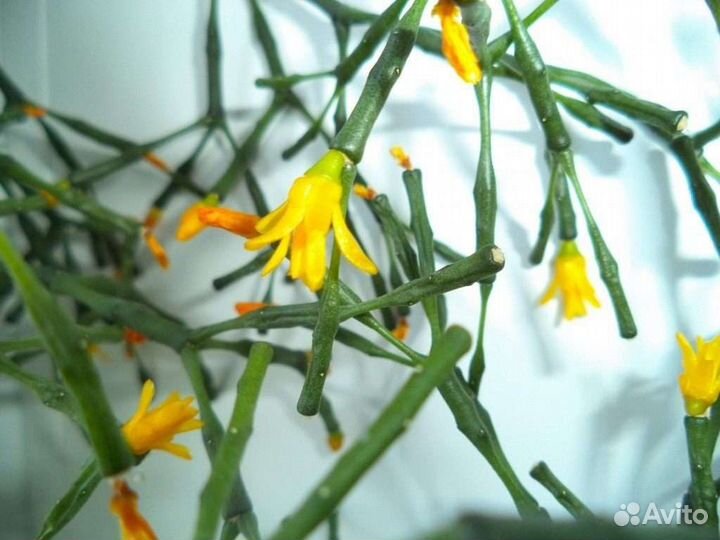 Хатиора, кашпо,венок