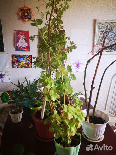 Продам цветы комнатные