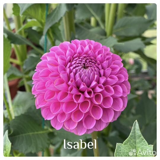 Срезка-георгины