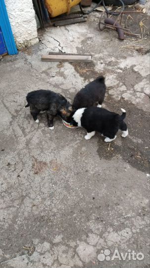 Щенки лайки