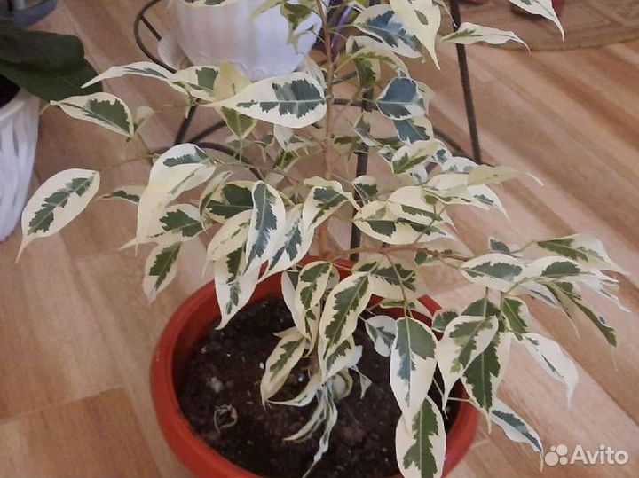 Комнатные растения и цветы