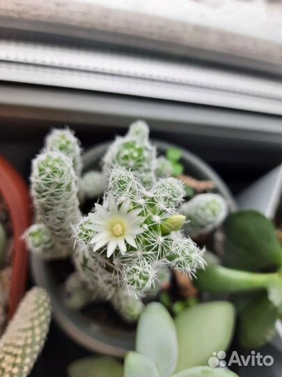 Кактус Mammillaria gracilis Pfeiff