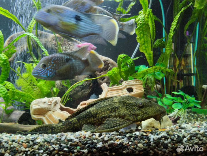 Акара бирюзовая