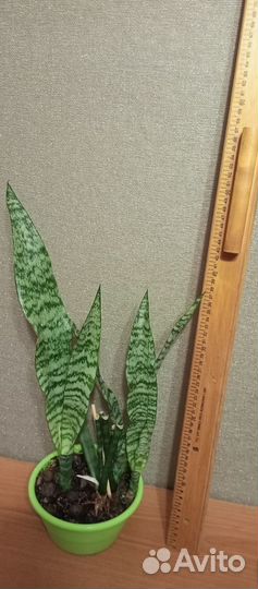 Сансевиерия