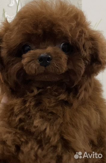 Вязка Chen Teacup Teddy Poodle micro