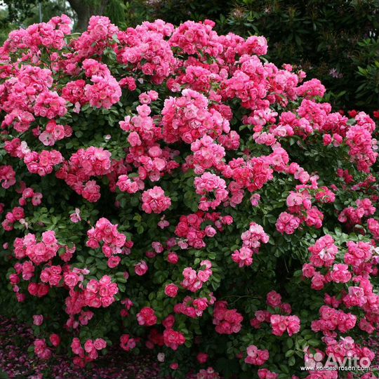 Роза Ангела / Angela Кордес