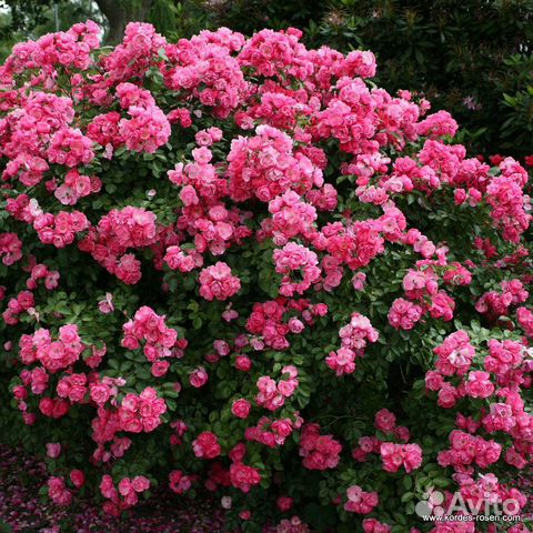 Роза Ангела / Angela Кордес