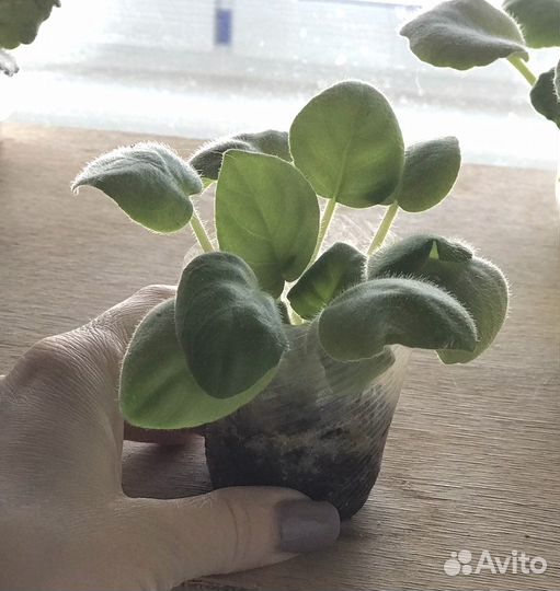 Детки сортовых фиалок