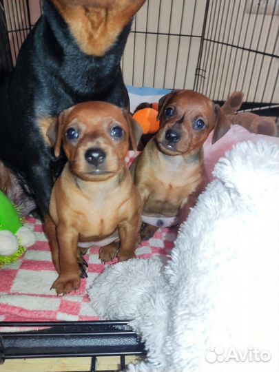 Щенки Цвергпинчера