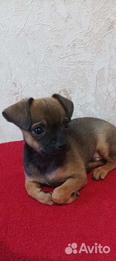 Той-терьер щенок