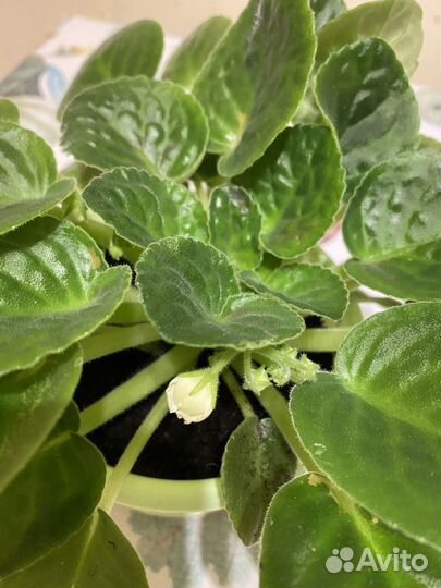 Фиалка сортовая зацветающая