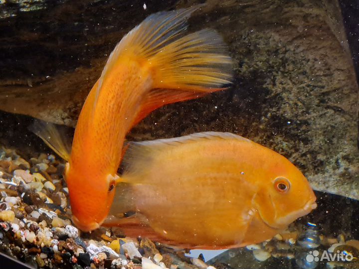 Рыбки «Цихлозома северум»