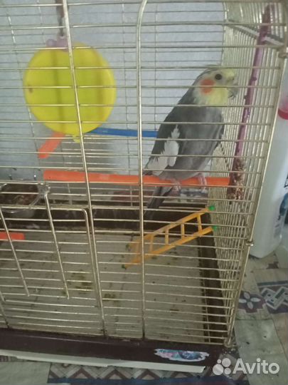 Попугай Корела