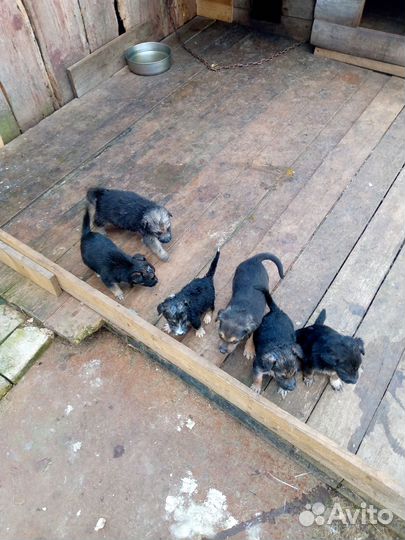 Щенки метисы в добрые руки