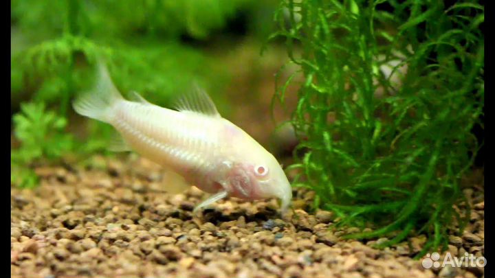 Сомики коридорасы