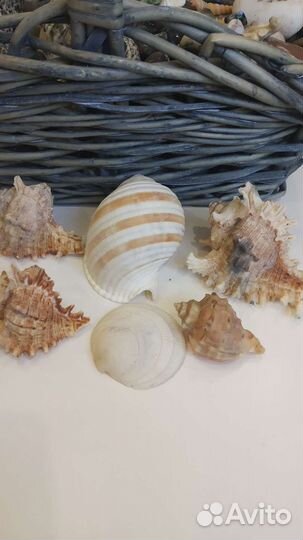 Морские раковины
