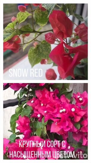 Бугенвиллия много сортов