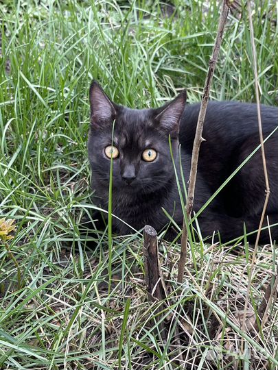 Котята отдам бесплатно