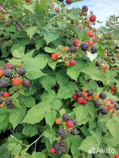 Саженцы ежемалины