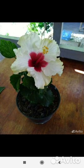 Сортовые гибискусы