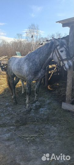 Орловский жеребец