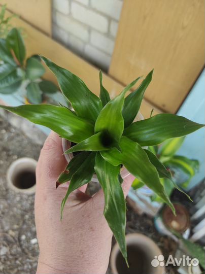 Драцена фрагранс