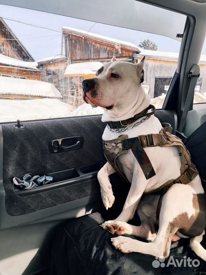 Вязка, Ищем подругу