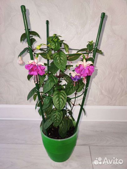 Сортовая Фуксия