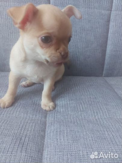 Щенки чихуахуа девочки