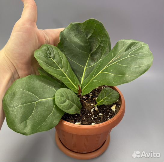 Фикус лирата колумнарис