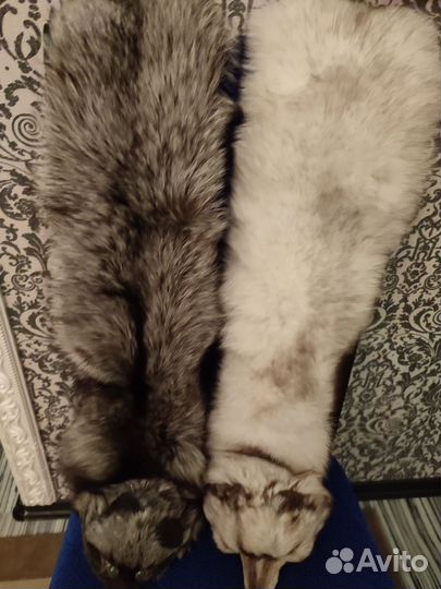 Шкуры писца и чернобурки