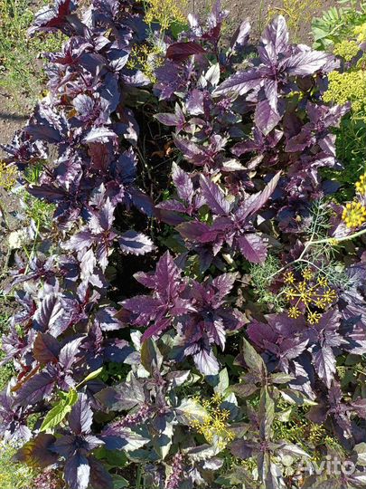 Базилик свежий