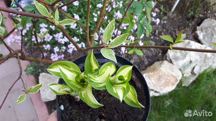 Красавица-хоста