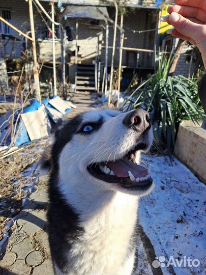 Собака в добрые руки