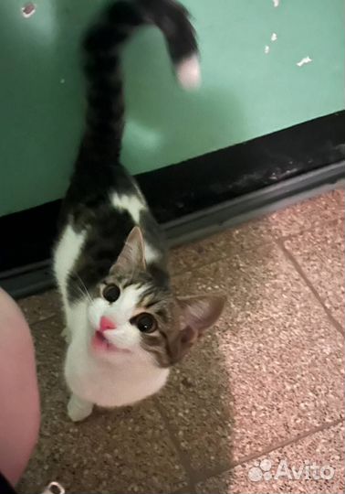 Девочка в добрые руки